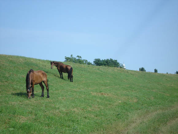 Horses grazing on the river bank